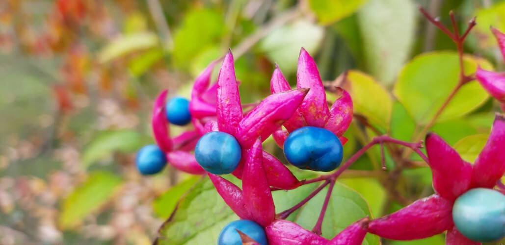 Clerodendrum trichotomum (2)